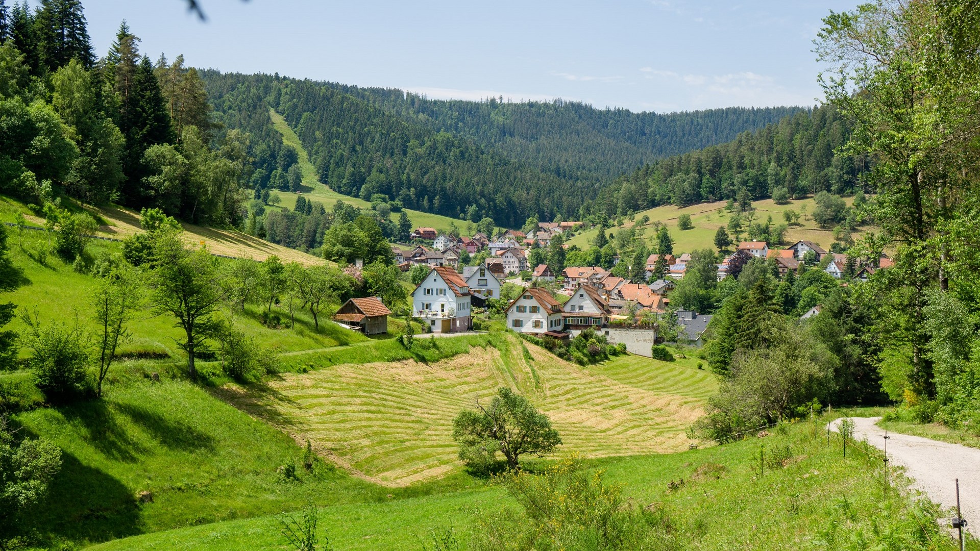 Schwarzwald Enzkloesterle Heidelbeere Enztal Natur