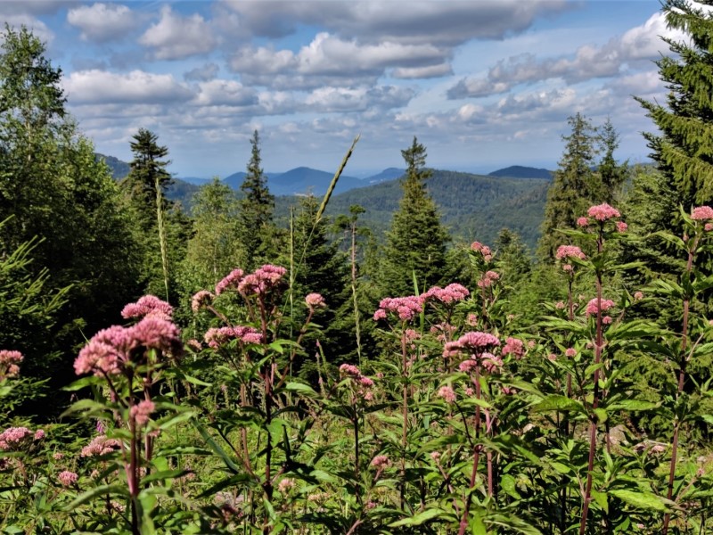 Schwarzwald Urlaub Wanderurlaub Wanderungen Erlebnistrip Ausflug