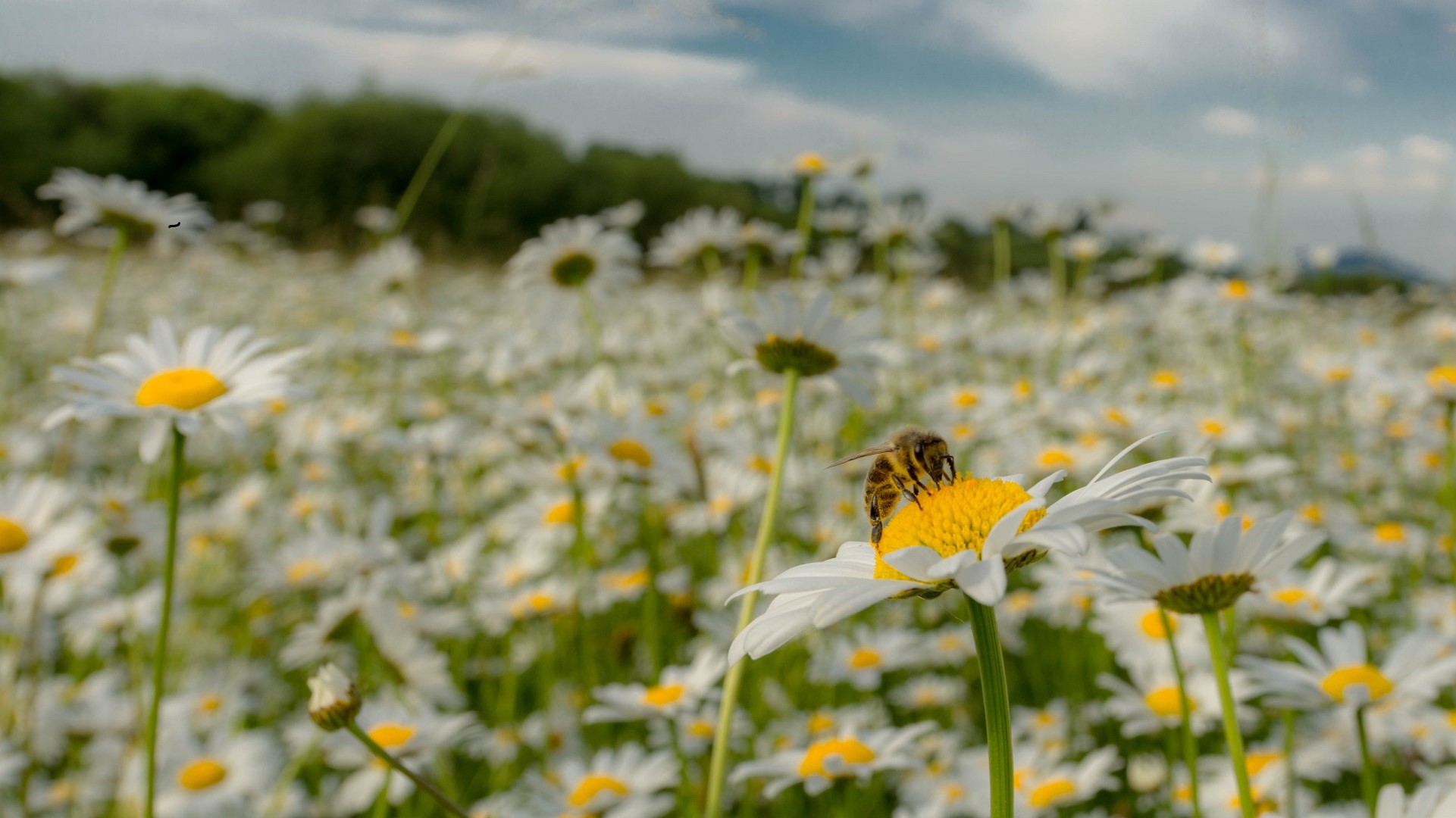 biene-blumenwiese-bunt-natur