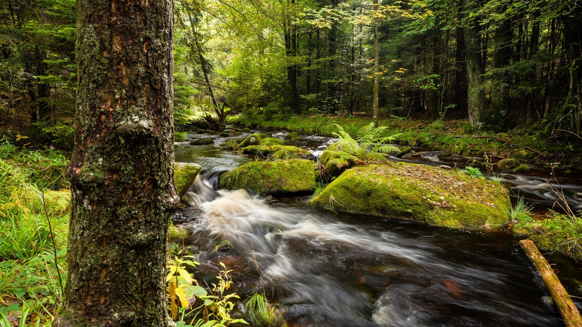 Schwarzwald Blog Natur Erholung