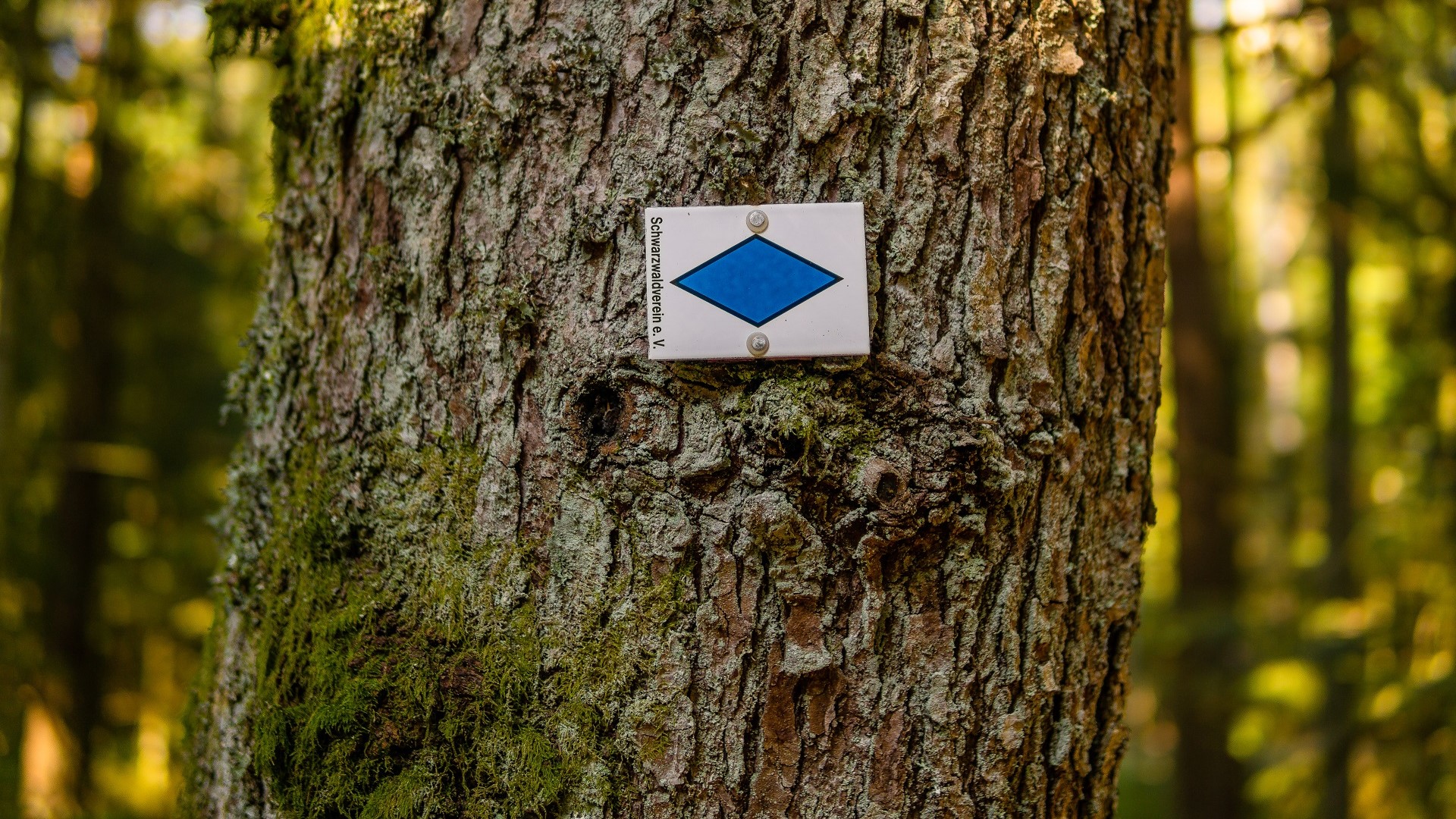 Schwarzwald Urlaub Blog Wegenetz Thomas Bertsch Wanderraute