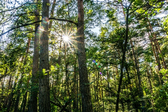 Schwarzwald Urlaub Waldbaden Entspannen