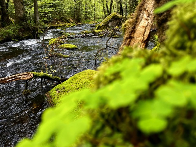Nördlicher Schwarzwald Ins Tal der Lehmänner Bachlauf Autorin Andrea C. Bayer