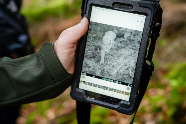 Nördlicher Schwarzwald Blog Martin Hauser Luchs Kamera