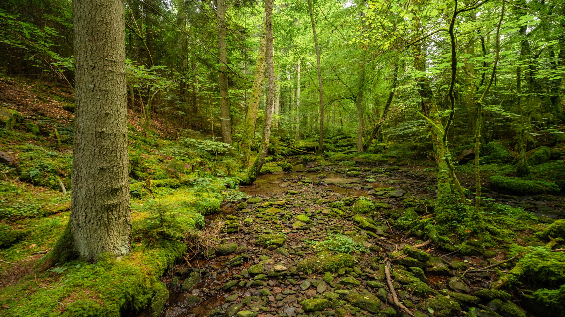 schluchtenduo-wanderweg-bwegt