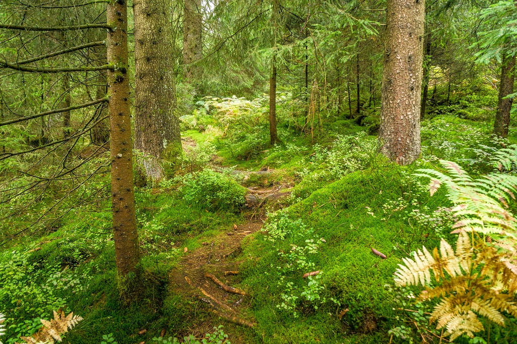 Schwarzwald-Auerhansteig-Familientour